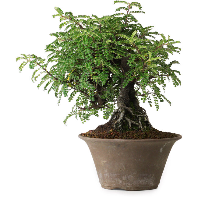 Osteomeles, 17,5 cm, ± 15 ans, photographié aux couleurs d'automne (20 octobre)