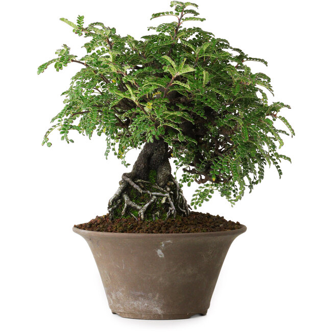 Osteomeles, 17,5 cm, ± 15 Jahre alt, fotografiert in Herbstfarben (20. Oktober)