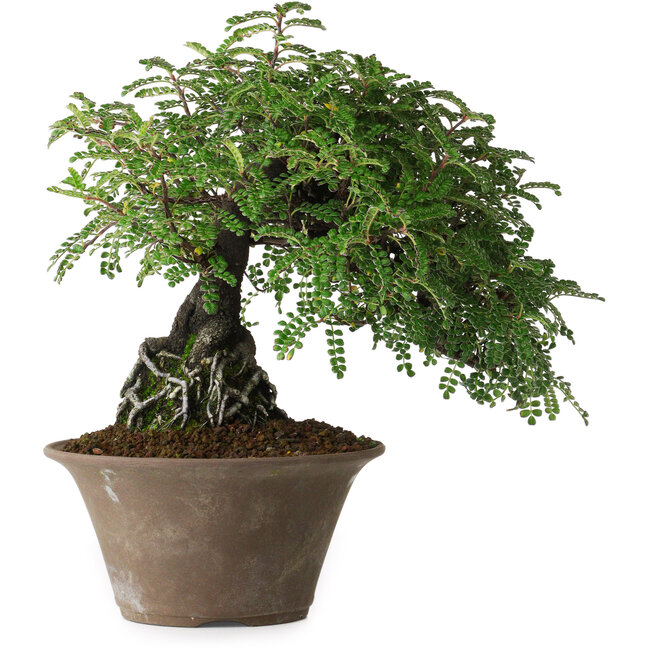 Osteomeles, 17,5 cm, ± 15 ans, photographié aux couleurs d'automne (20 octobre)