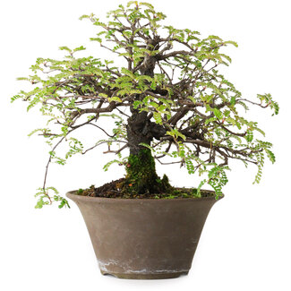 Osteomeles, 18 cm, ± 15 years old