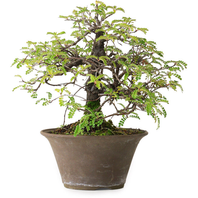 Osteomeles, 18 cm, ± 15 ans, photographié aux couleurs d'automne (20 octobre)