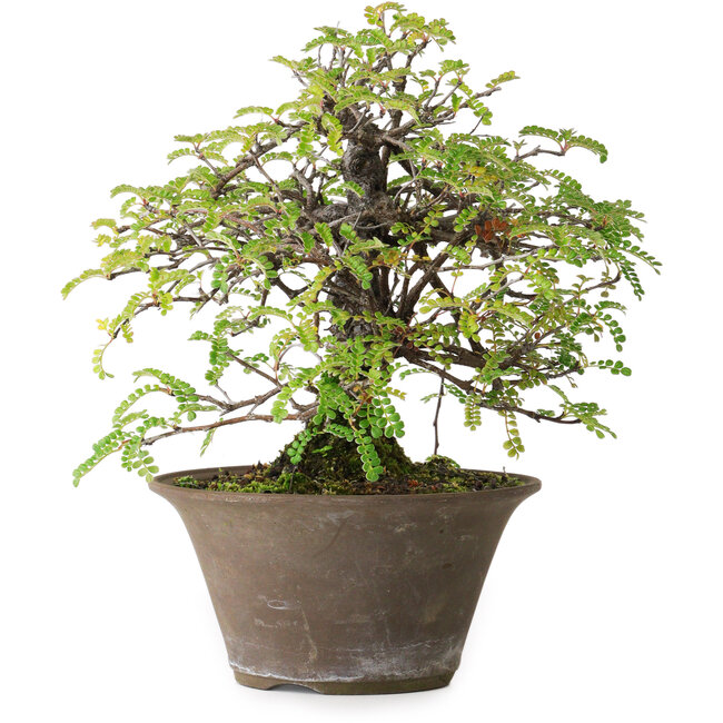 Osteomeles, 18 cm, ± 15 jaar oud, gefotografeerd in herfstkleuren (20 oktober)