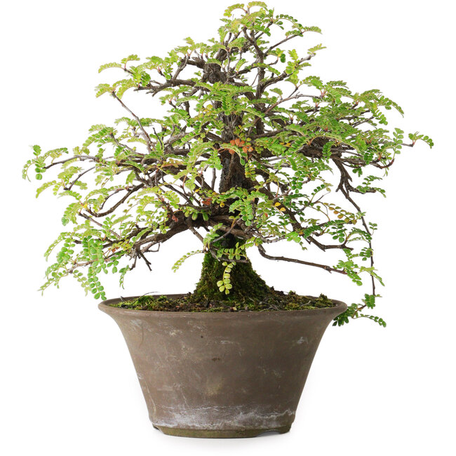 Osteomeles, 18 cm, ± 15 years old, photographed in autumn colours (October 20)