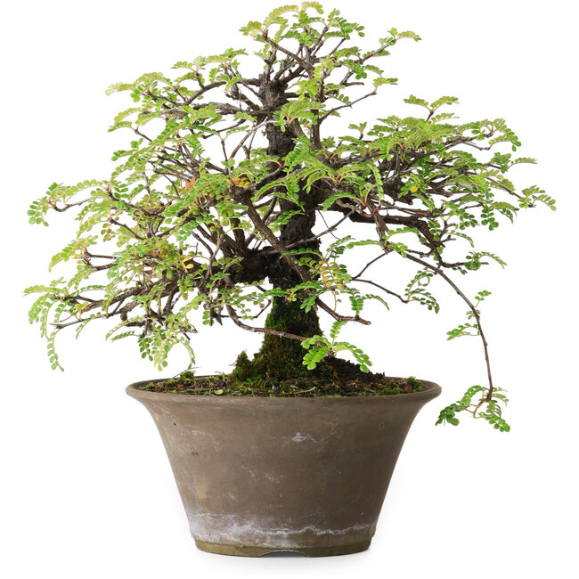 Osteomeles, 18 cm, ± 15 años, fotografiado con colores otoñales (20 de octubre)