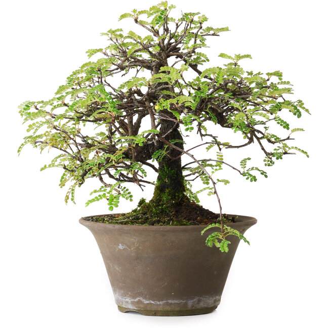 Osteomeles, 18 cm, ± 15 years old, photographed in autumn colours (October 20)