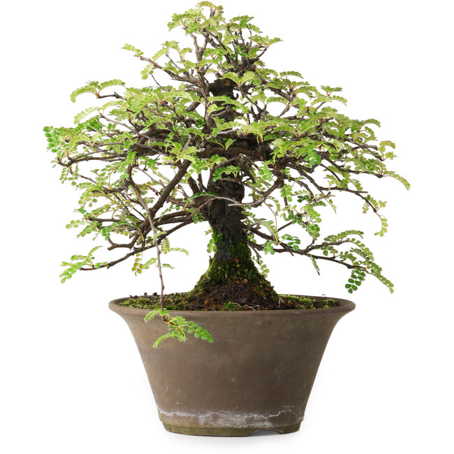 Osteomeles, 18 cm, ± 15 jaar oud, gefotografeerd in herfstkleuren (20 oktober)