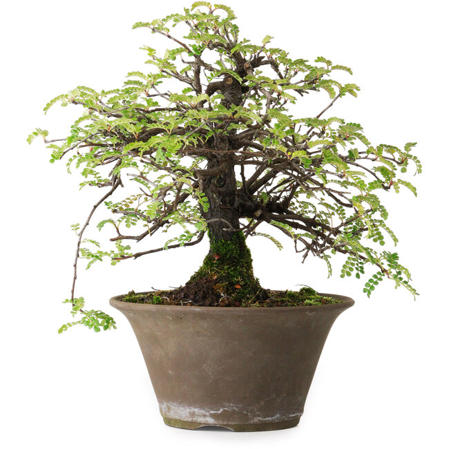 Osteomeles, 18 cm, ± 15 ans, photographié aux couleurs d'automne (20 octobre)