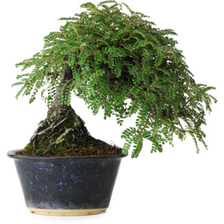 Osteomeles, 17 cm, ± 15 jaar oud