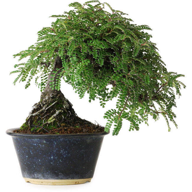 Osteomeles, 17 cm, ± 15 años, fotografiado con colores otoñales (20 de octubre)