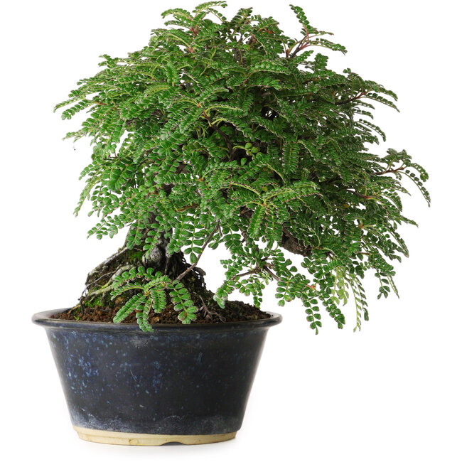 Osteomeles, 17 cm, ± 15 anni, fotografato nei colori autunnali (20 ottobre)