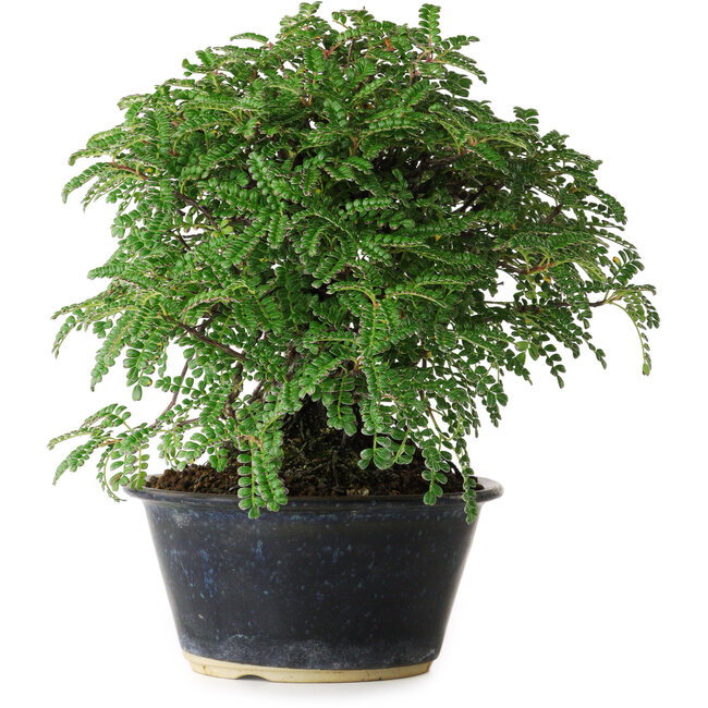 Osteomeles, 17 cm, ± 15 años, fotografiado con colores otoñales (20 de octubre)