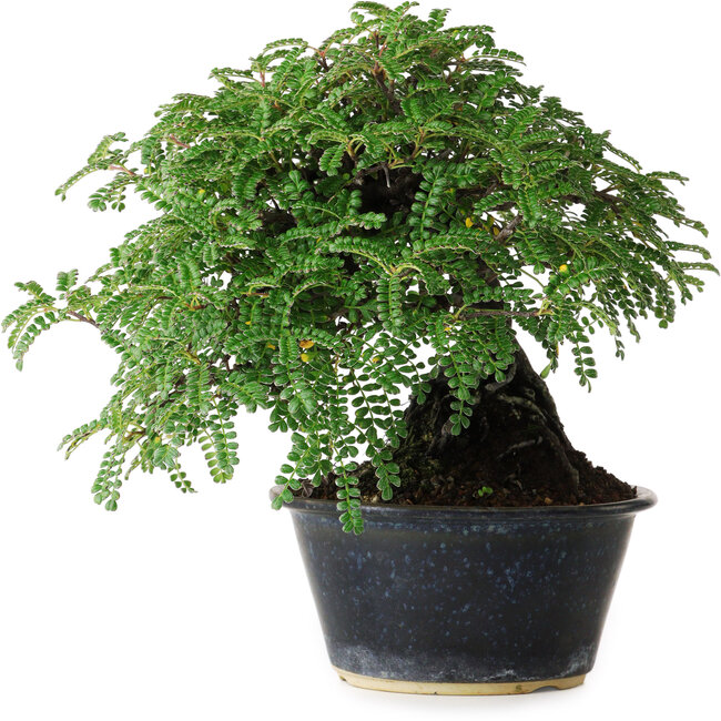 Osteomeles, 17 cm, ± 15 jaar oud, gefotografeerd in herfstkleuren (20 oktober)