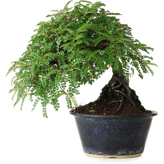 Osteomeles, 17 cm, ± 15 jaar oud, gefotografeerd in herfstkleuren (20 oktober)