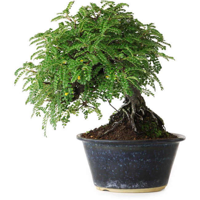 Osteomeles, 17 cm, ± 15 jaar oud, gefotografeerd in herfstkleuren (20 oktober)