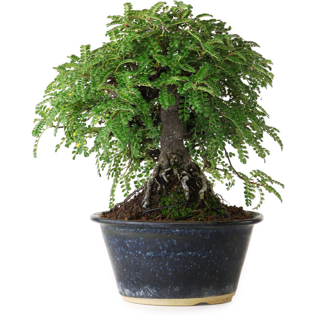 Osteomeles, 17 cm, ± 15 jaar oud, gefotografeerd in herfstkleuren (20 oktober)