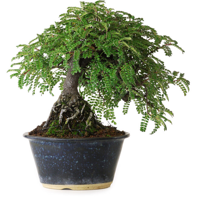 Osteomeles, 17 cm, ± 15 jaar oud, gefotografeerd in herfstkleuren (20 oktober)