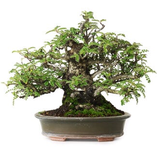 Osteómeles, 19,5 cm, ± 40 años