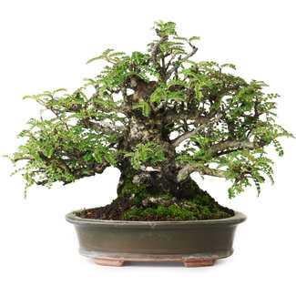 Osteomeles, 19,5 cm, ± 40 jaar oud