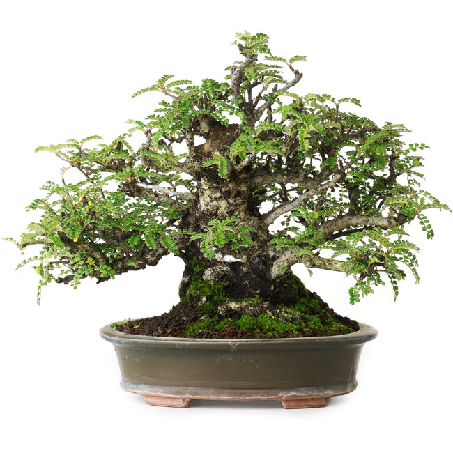 Osteomeles, 19,5 cm, ± 40 años, fotografiado con colores otoñales (20 de octubre)