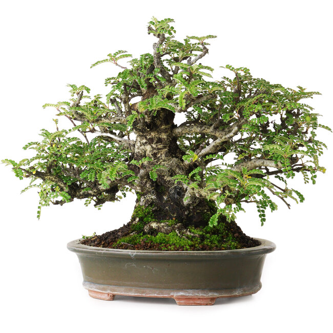 Osteomeles, 19,5 cm, ± 40 years old, photographed in autumn colours (October 20)