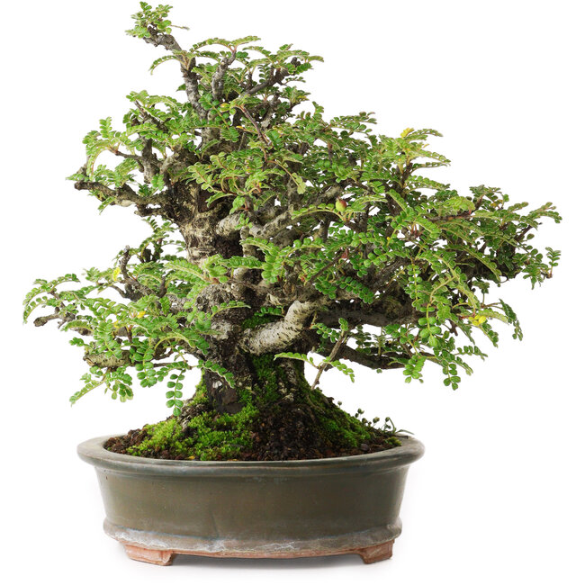 Osteomeles, 19,5 cm, ± 40 años, fotografiado con colores otoñales (20 de octubre)