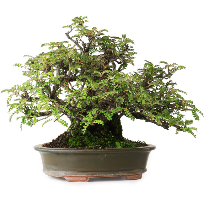 Osteomeles, 19,5 cm, ± 40 ans, photographié aux couleurs d'automne (20 octobre)