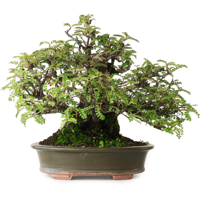 Osteomeles, 19,5 cm, ± 40 years old, photographed in autumn colours (October 20)