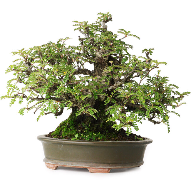 Osteomeles, 19,5 cm, ± 40 jaar oud, gefotografeerd in herfstkleuren (20 oktober)