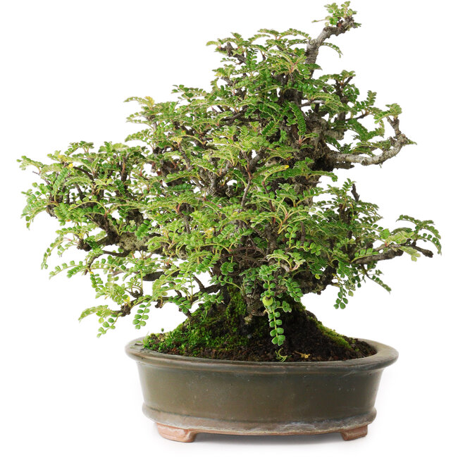 Osteomeles, 19,5 cm, ± 40 ans, photographié aux couleurs d'automne (20 octobre)