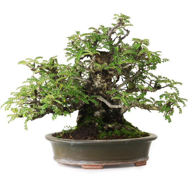 Osteomeles, 19,5 cm, ± 40 jaar oud, gefotografeerd in herfstkleuren (20 oktober)