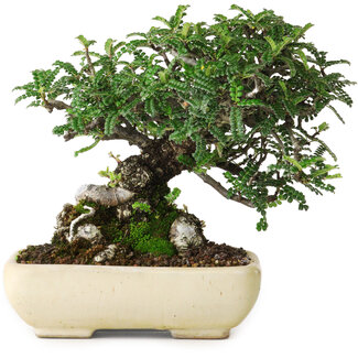 Osteomeles, 15 cm, ± 25 jaar oud