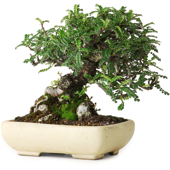 Osteomeles, 15 cm, ± 25 años, fotografiado con colores otoñales (20 de octubre)