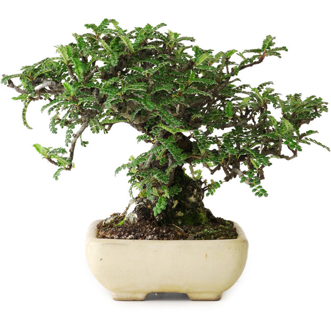 Osteomeles, 15 cm, ± 25 años, fotografiado con colores otoñales (20 de octubre)