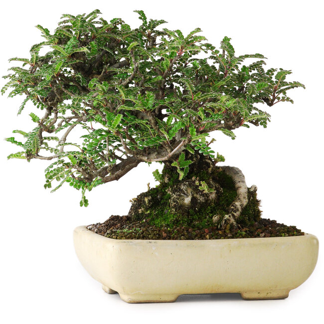 Osteomeles, 15 cm, ± 25 años, fotografiado con colores otoñales (20 de octubre)