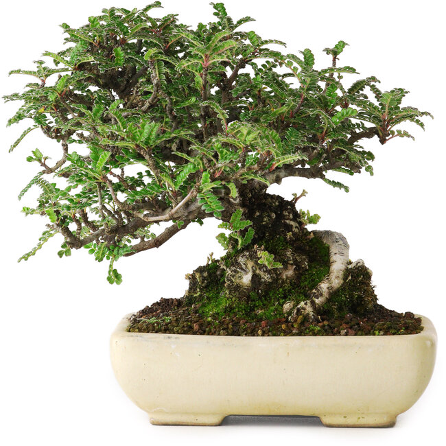 Osteomeles, 15 cm, ± 25 anni, fotografati nei colori autunnali (20 ottobre)