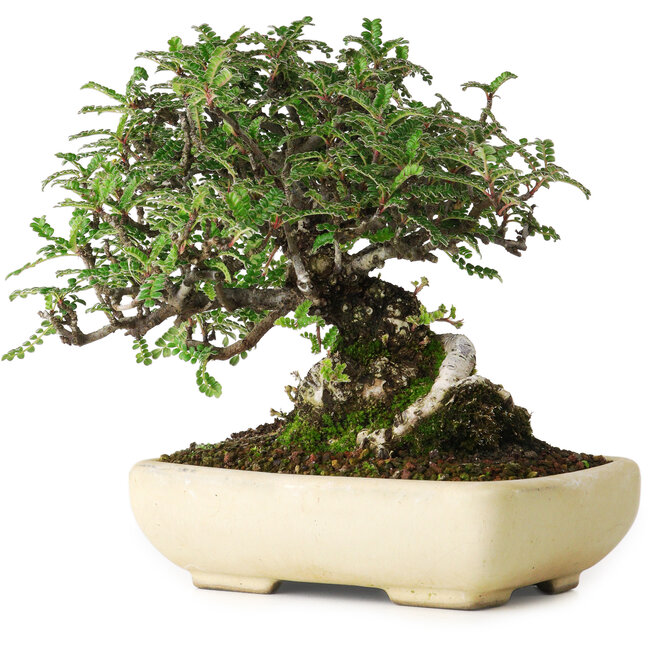 Osteomeles, 15 cm, ± 25 jaar oud, gefotografeerd in herfstkleuren (20 oktober)