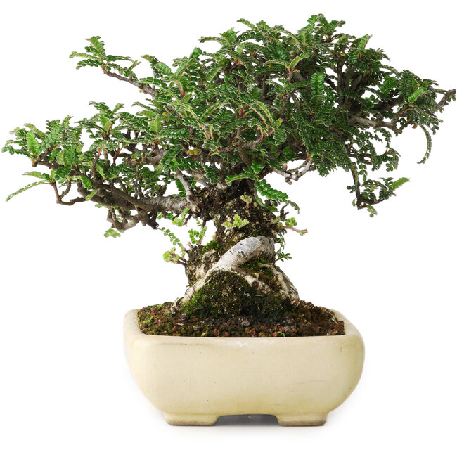 Osteomeles, 15 cm, ± 25 años, fotografiado con colores otoñales (20 de octubre)