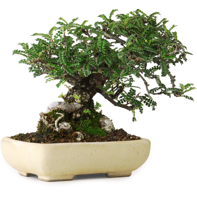 Osteomeles, 15 cm, ± 25 jaar oud, gefotografeerd in herfstkleuren (20 oktober)