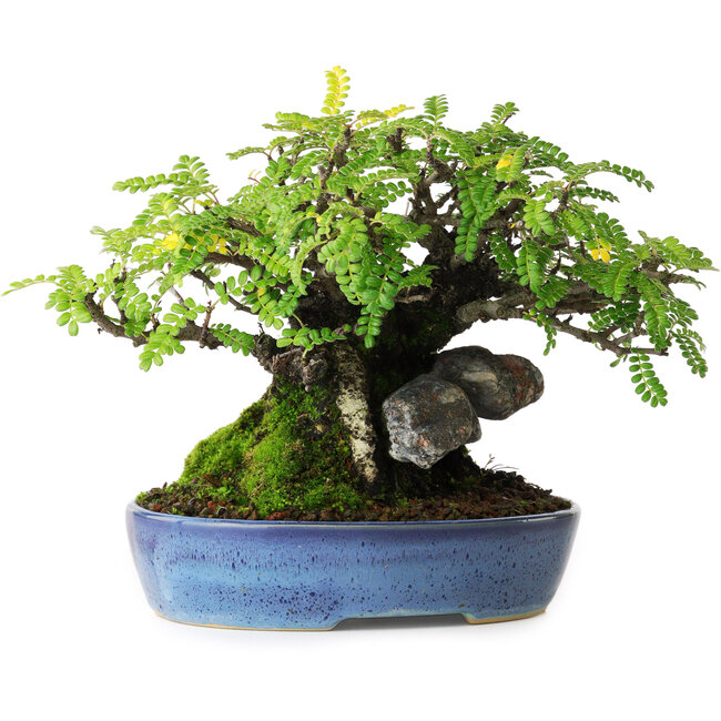 Osteomeles, 15,5 cm, ± 30 anni, fotografato nei colori autunnali (20 ottobre)