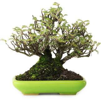 Osteomeles, 16,5 cm, ± 20 Jahre alt