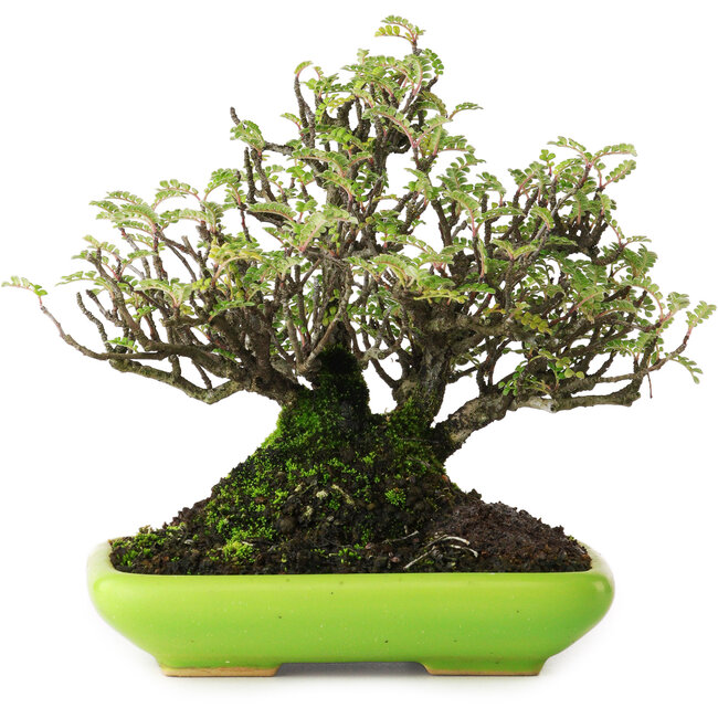 Osteomeles, 16,5 cm, ± 20 anni, fotografato nei colori autunnali (20 ottobre)