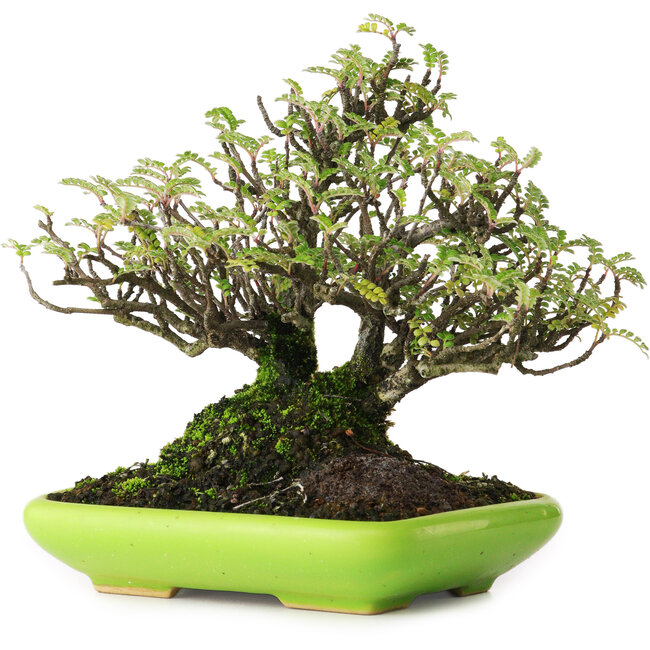 Osteomeles, 16,5 cm, ± 20 years old, photographed in autumn colours (October 20)