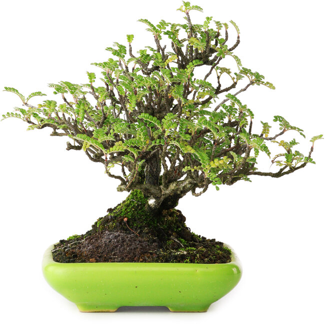 Osteomeles, 16,5 cm, ± 20 años, fotografiado con colores otoñales (20 de octubre)