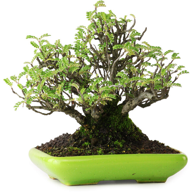 Osteomeles, 16,5 cm, ± 20 años, fotografiado con colores otoñales (20 de octubre)