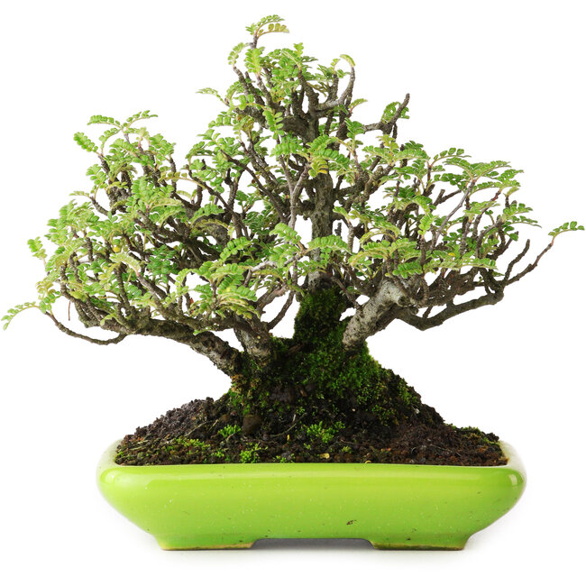 Osteomeles, 16,5 cm, ± 20 ans, photographié aux couleurs d'automne (20 octobre)