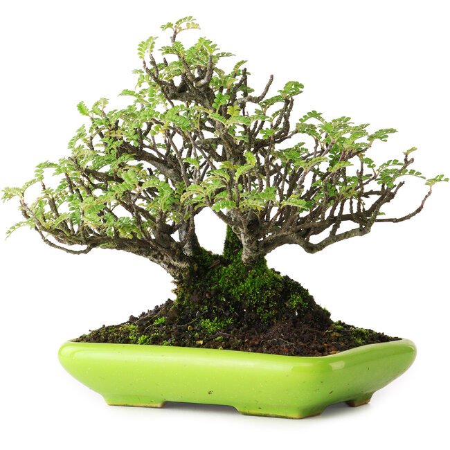 Osteomeles, 16,5 cm, ± 20 años, fotografiado con colores otoñales (20 de octubre)