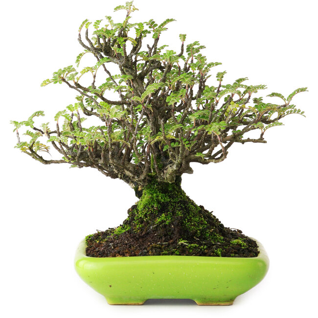 Osteomeles, 16,5 cm, ± 20 años, fotografiado con colores otoñales (20 de octubre)