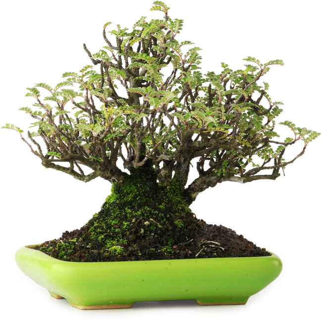 Osteomeles, 16,5 cm, ± 20 years old, photographed in autumn colours (October 20)