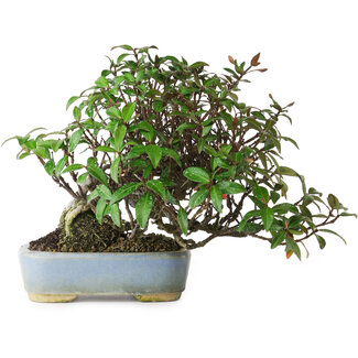 Trachelospermum asiaticum, 15 cm, ± 25 años