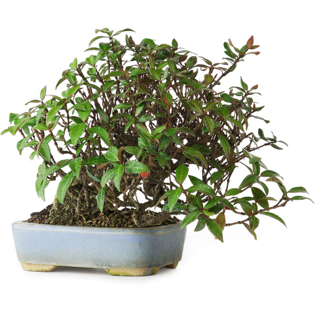 Trachelospermum asiaticum, 15 cm, ± 25 Jahre alt, fotografiert in Herbstfarben (20. Oktober)